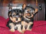 two gorgoeous yorkie puppies for free adoption.