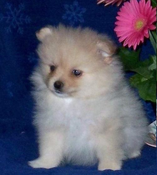 Beautiful Baby pomeranian...