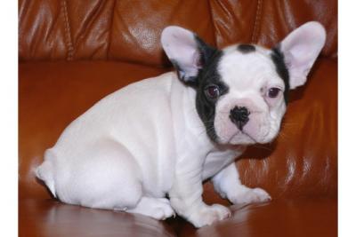French Bulldog puppies for rehoming contact  woliangirese@yahoo.com