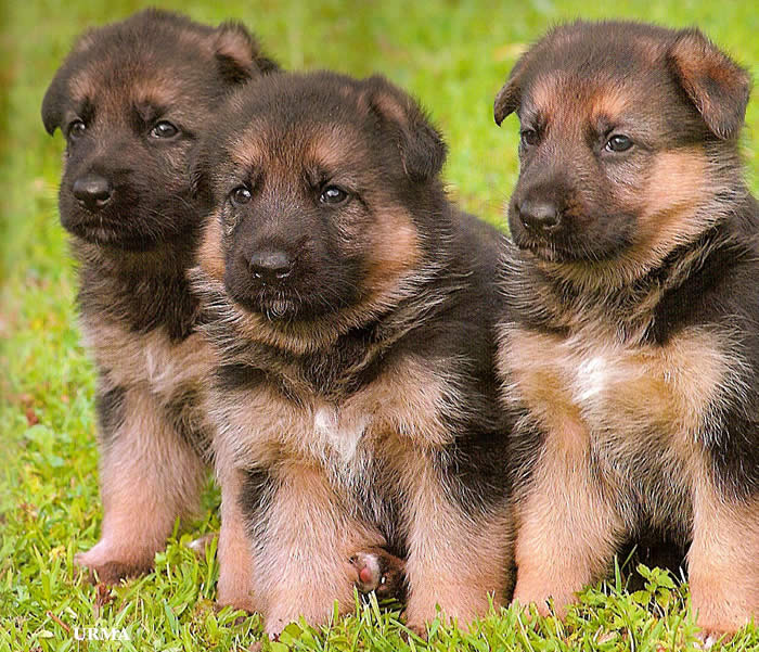 German shepherd puppy for rehoming contact  woliangirese@yahoo.com