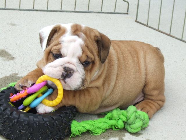 cute and adorable english bulldog puppies for adoption