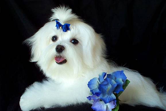 Cute Male and female Maltese puppies for adoption*famousegrouse@live.com*