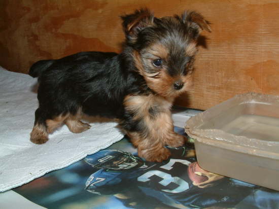 Teacup Yorkie Puppies For Christmas Festival