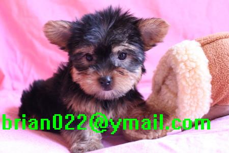 adorable cute and lovely teacup yorkie puppies for adoption(briano22@