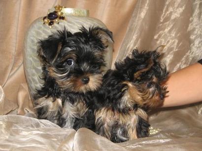 Adorable Teacup Yorkie puppy for free home adoption