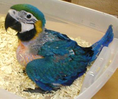 Quality parrot eggs and birds for sale {concibrown@yahoo.com}