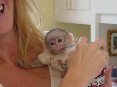 Caring baby capuchin monkeys for good homes