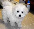 10 week old bichon frise puppies are now ready for sale