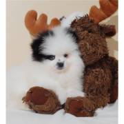 Cute and adorable pomeranian puppy ready for adoption