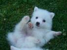 pure white color american eskimo dogs are now for sale