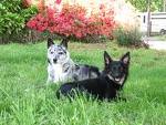 well train akc register Australian Koolie for sale now