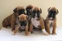 motherless boxer puppies are now seeking for a home to make a companiona