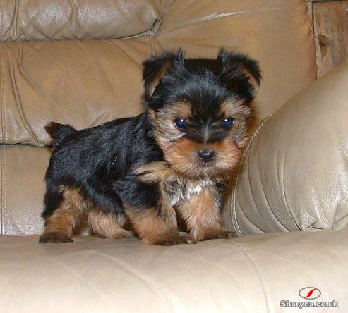 Beautiful Yorkie puppies. 1girl and 1 boy(ngnglnl@live.com)