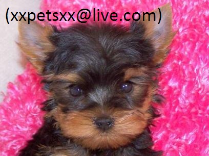 Cute and Charming Teacup Yorkie (xxpetsxx@live.com)