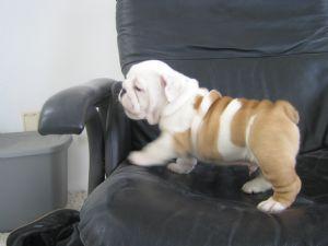 Beautiful Male And Female English Bulldog Puppies