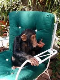 cute and adorable baby chimpanzee for sale