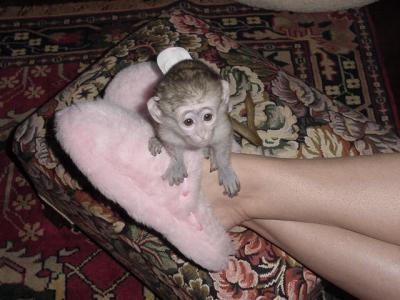 Tamed Capuchin Monkeys For Free Adoption