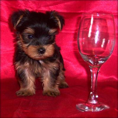 Yorkie puppies for adoption
