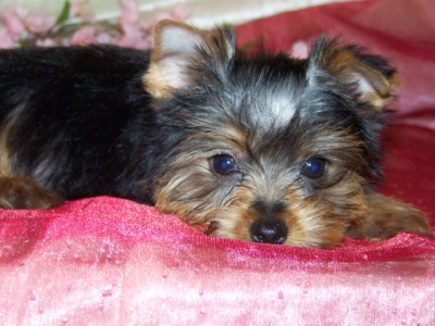 Adorable Yorkie Puppies