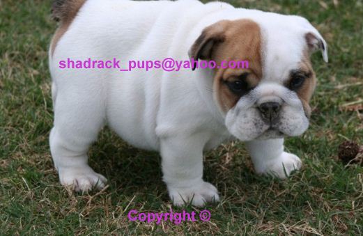 Cute English Bulldog Puppies for Adoption