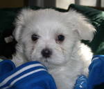Adorable And And Lovely Maltese Puppies For Free Adoption