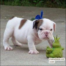 adorable English bulldog puppies for adoption