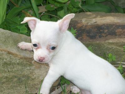 CHICO...TOY WHITE CHIHUAHUA MALE PUPPIES FOR SALE