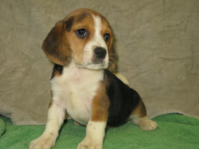 AKC Beagles - Breeding Adults