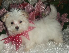 Maltese 1/2 yorkie (MORKIE) tiny female $350