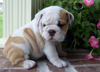 wow what a nice english bull dog puppies for adoption