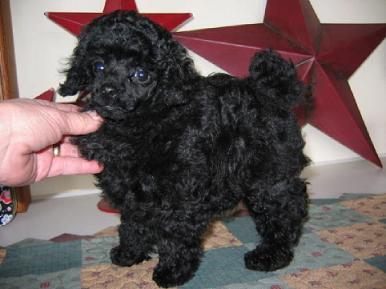 TINY TOY BLACK POODLE PUPPIES FOR SALE
