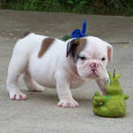 english bull puppies for sale waiting for you