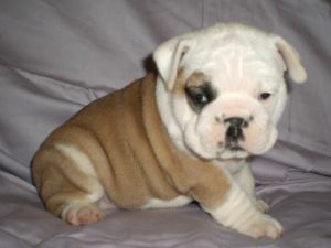 awesome english bull dog puppies for adoption
