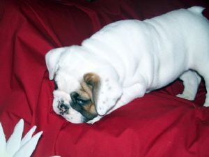 well trained english bulldog puppies for adoption