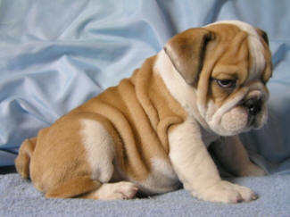cute english bull dog puppies adoption