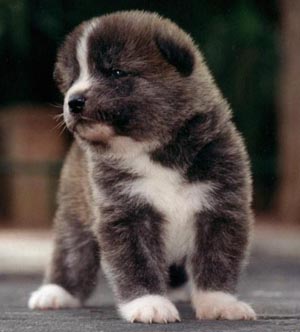 good looking akita pups waiting for a new home