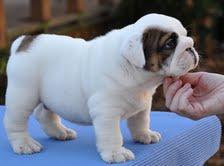 English bulldog puppies for adoption