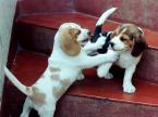 beagle puppies for free  adoption
