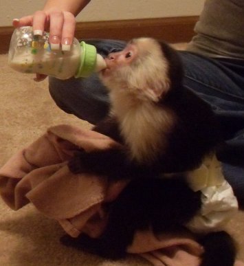 Marmoset and Capuchin monkeys for adoption.