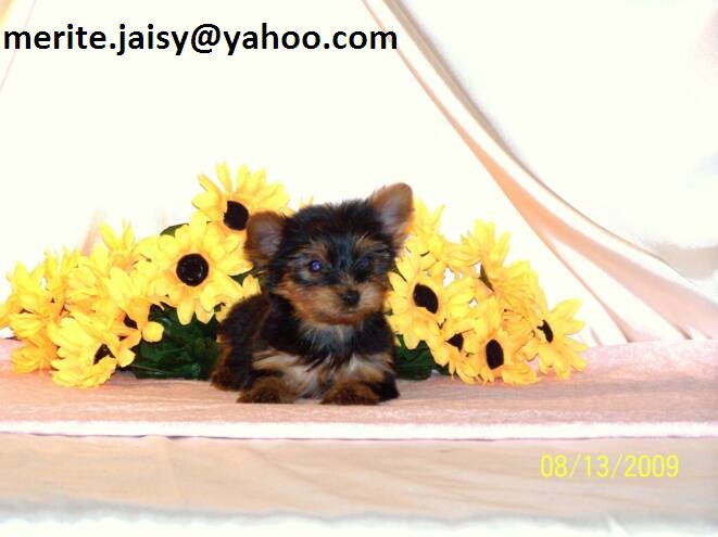 adorable teacup Yorkie(merite.jaisy@yahoo.com)