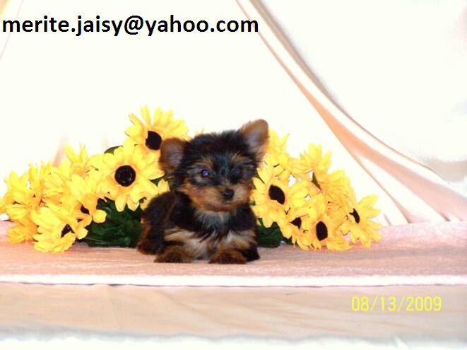 adorable teacup Yorkie(merite.jaisy@yahoo.com)