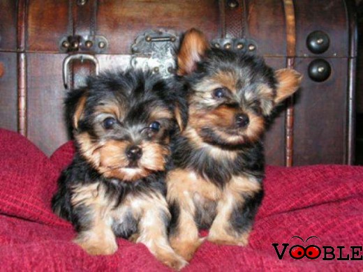 Adorable Cute Teacup Yorkie Puppies For Adoption contact via (crespo_bayol1@yahoo.com)