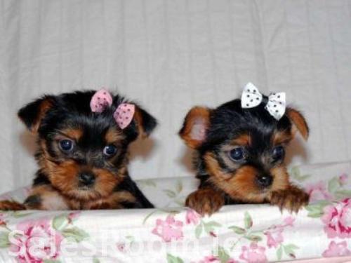 Cute and loving Yorkie puppies for adoption