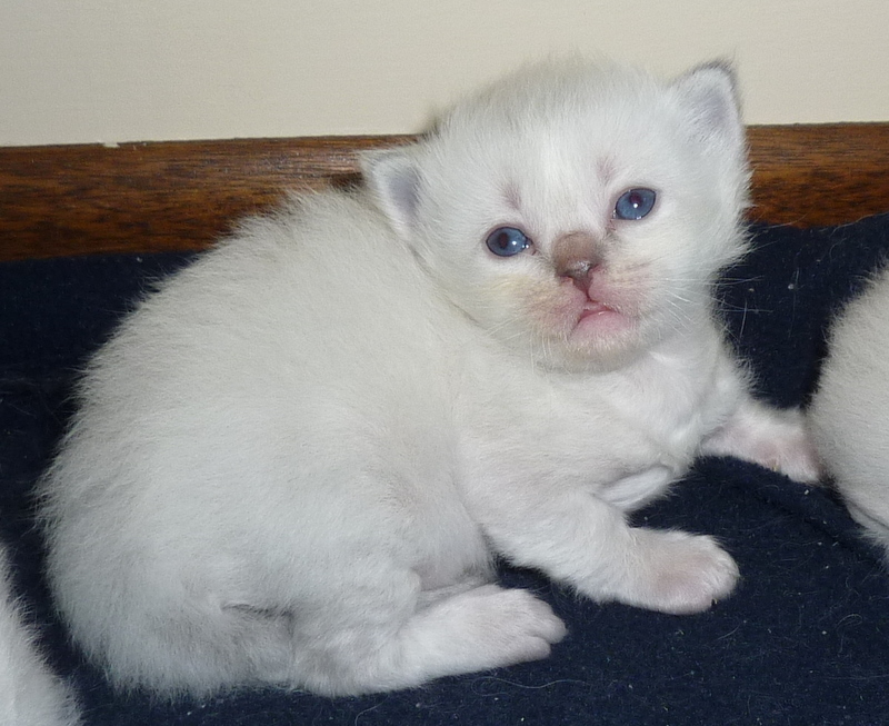 Smart Tica register Ragdoll kittens for sale
