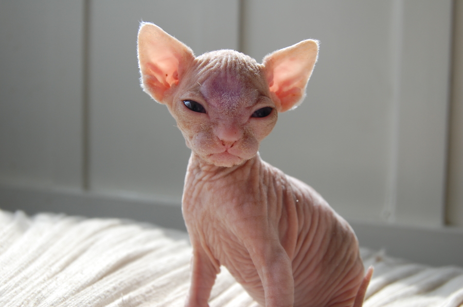 Sphynx female and male kittens available!
