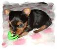 adorable teacup yorkie puppies for adoption