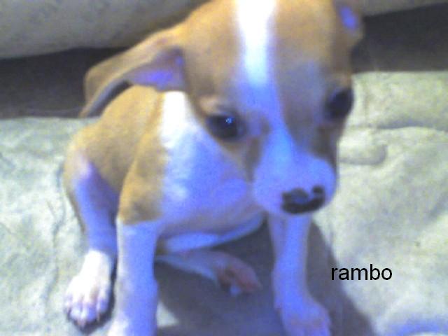 Chihuahua puppies plz call 620-483-3157