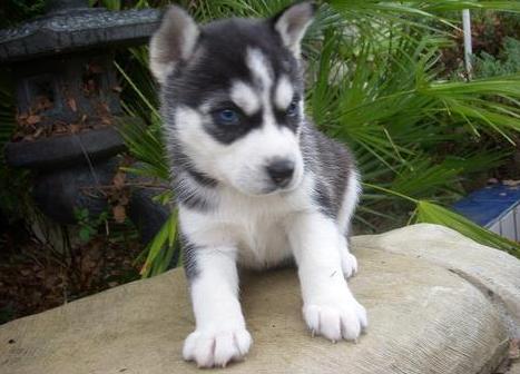 Best looking siberian husky puppy ready to go