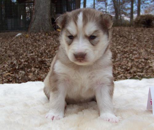 Home trained siberian husky puppy for homes