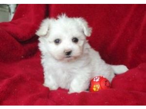 home trained maltese puppies